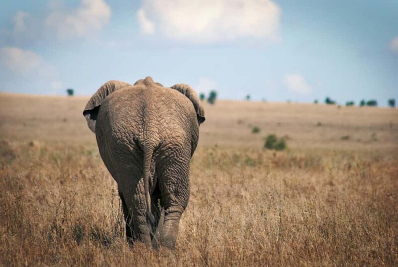 Tanzania: 2-Day Mid-Range Safari to Tarangire and Ngorongoro - Who Should Book This Tour?