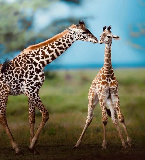 Tanzania: 2-Days Safari to Tarangire and Ngorongoro - Key Points