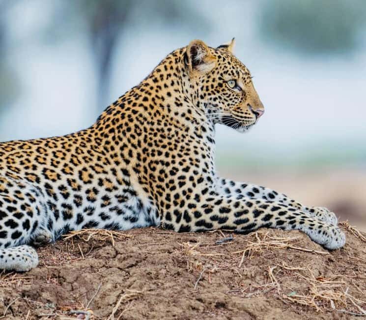 Tanzania: 2-Days Safari to Tarangire and Ngorongoro - An In-Depth Look at the Tanzania 2-Day Safari