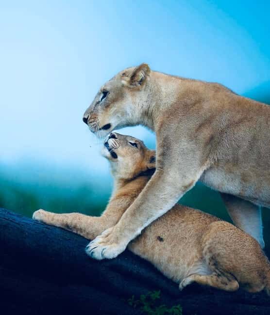 Tanzania: 2-Days Safari to Tarangire and Ngorongoro - The Sum Up