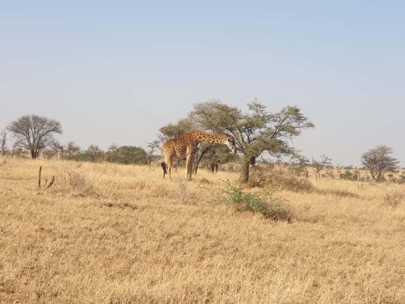 Tanzania: 3-Day Last-Minute Safari with Accommodation - Key Points