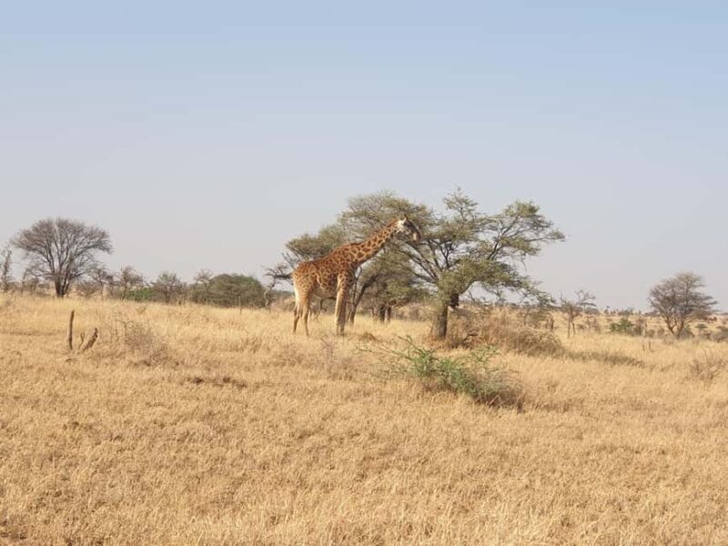 Tanzania: 3-Day Last-Minute Safari with Accommodation - An Overview of the 3-Day Adventure