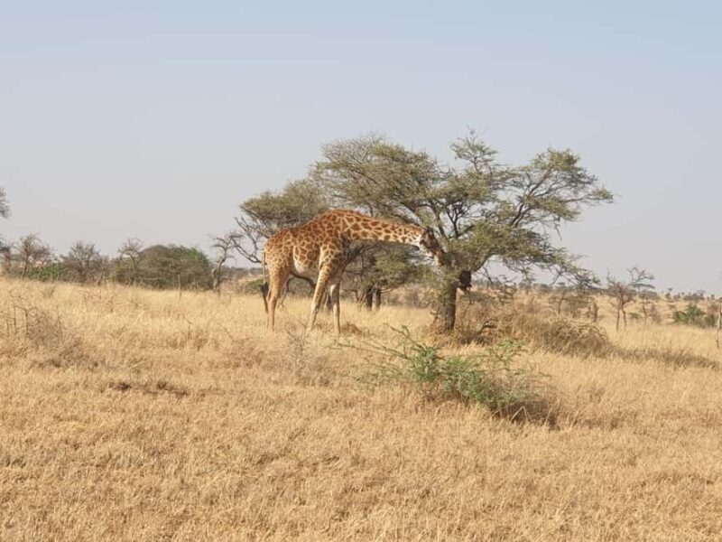 Tanzania: 3-Day Last-Minute Safari with Accommodation - Accommodation and Meals