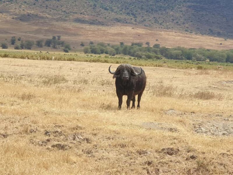 Tanzania: 3-Day Last-Minute Safari with Accommodation - Who Should Consider This Tour?