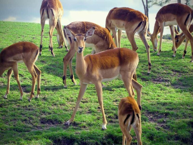 Tanzania: 3-Day Mid-Range Lodge Safari to Serengeti & - Key Points