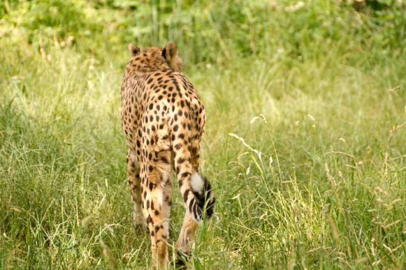 Tanzania: 3-Day Mid-Range Lodge Safari to Serengeti & - A Detailed Look at the 3-Day Safari Experience