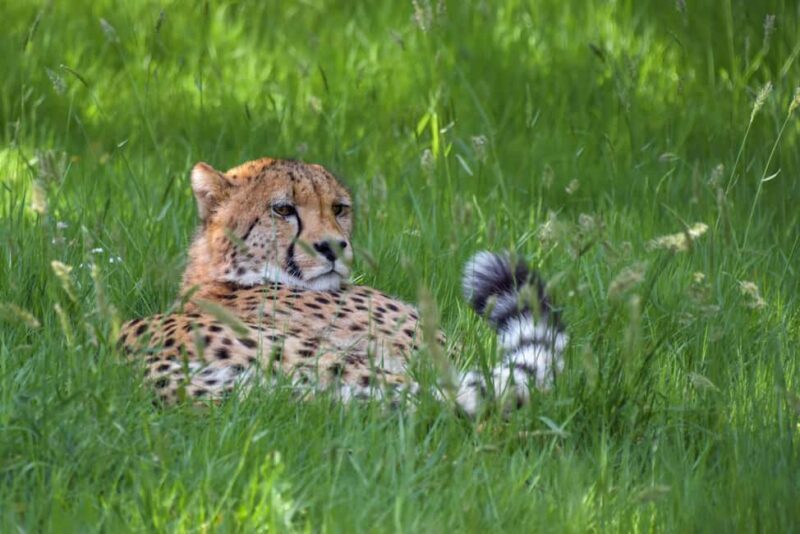 Tanzania: 3-Day Mid-Range Lodge Safari to Serengeti & - Why This Tour Offers Value