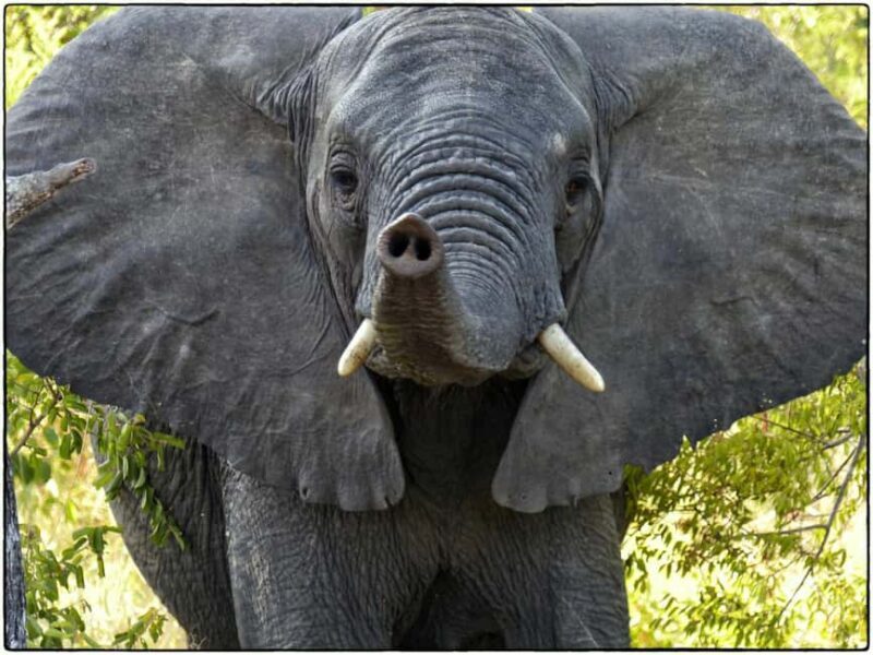 Tanzania: 3-Day Mid-Range Lodge Safari to Serengeti & - FAQs