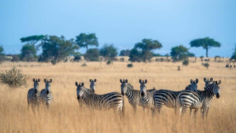 Tanzania: 3-Day Safari to Serengeti, Lake Manyara, - An Authentic Safari Experience in Tanzania: 3 Days of Wildlife Wonders