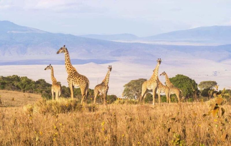Tanzania: 3-Day Safari to Serengeti, Lake Manyara, - Who Is This Tour Best For?