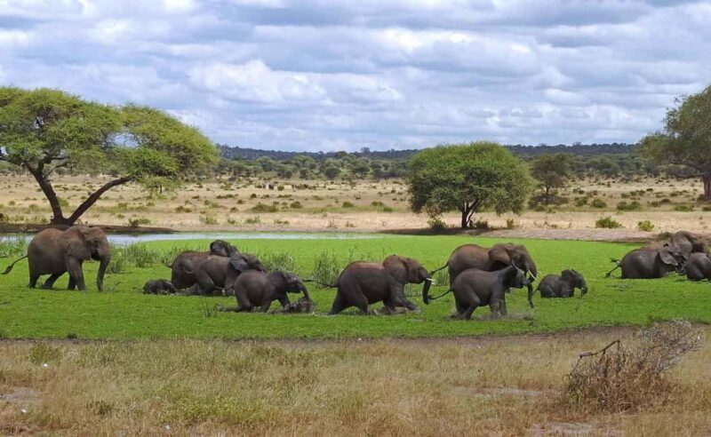 Tanzania: 3-Day Safari to Tarangire and Ngorongoro - Key Points
