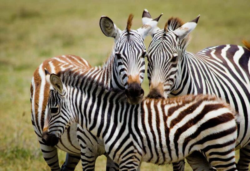Tanzania: 3-Day Safari to Tarangire and Ngorongoro - An Introduction to the Tanzania Safari Experience