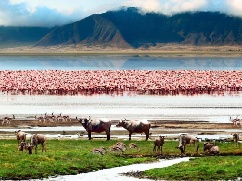 Tanzania: 3-Day Safari to Tarangire and Ngorongoro - Who Should Consider This Tour?