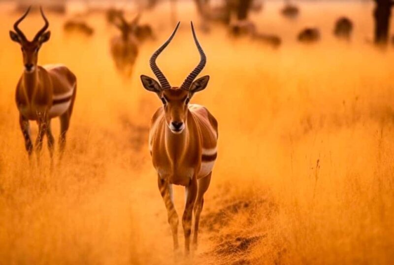 Tanzania: 3 DAYS (2 night) FULL IMMERSION Safari Adventure - Key Points