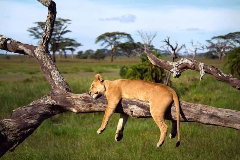 Tanzania: 4-Day Budget Safari to Tarangire and Serengeti - Key Points