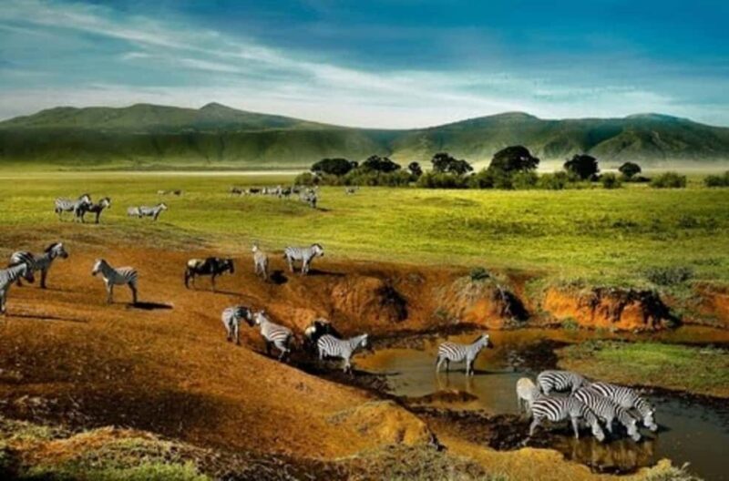 Tanzania: 4-Day Budget Safari to Tarangire and Serengeti - An In-Depth Look at the Safari Experience