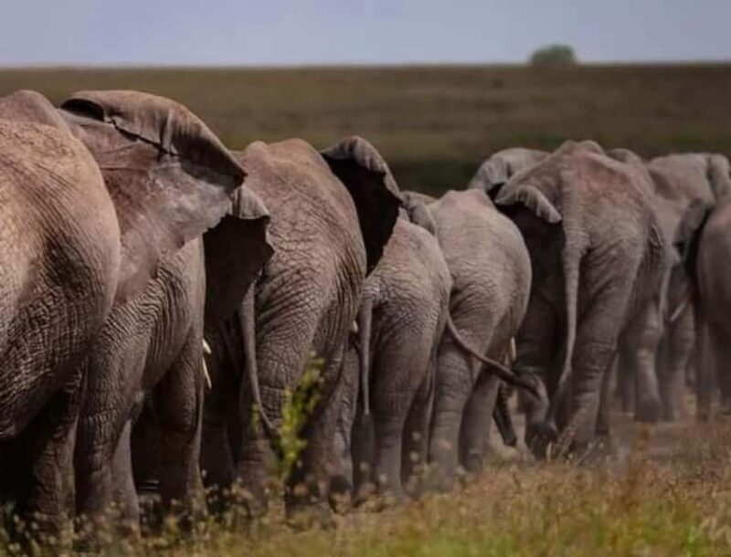 Tanzania: 4-Day Budget Safari to Tarangire and Serengeti - Tarangire National Park: The First Encounter