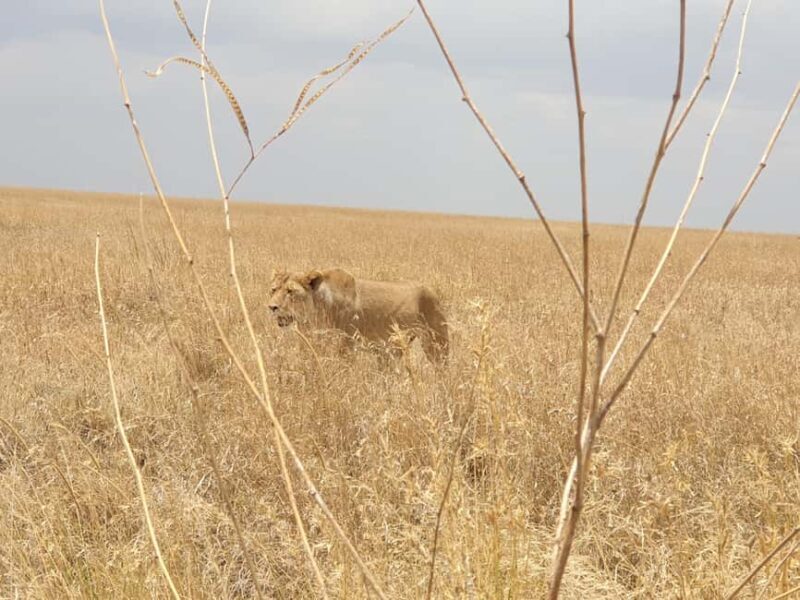 Tanzania: 4-Day Luxury Safari to Tarangire, Serengeti & - An In-Depth Look at the Itinerary