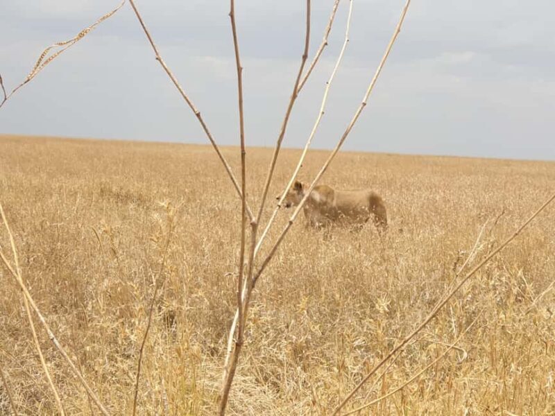Tanzania: 4-Day Luxury Safari to Tarangire, Serengeti & - The Price and What It Means for Value