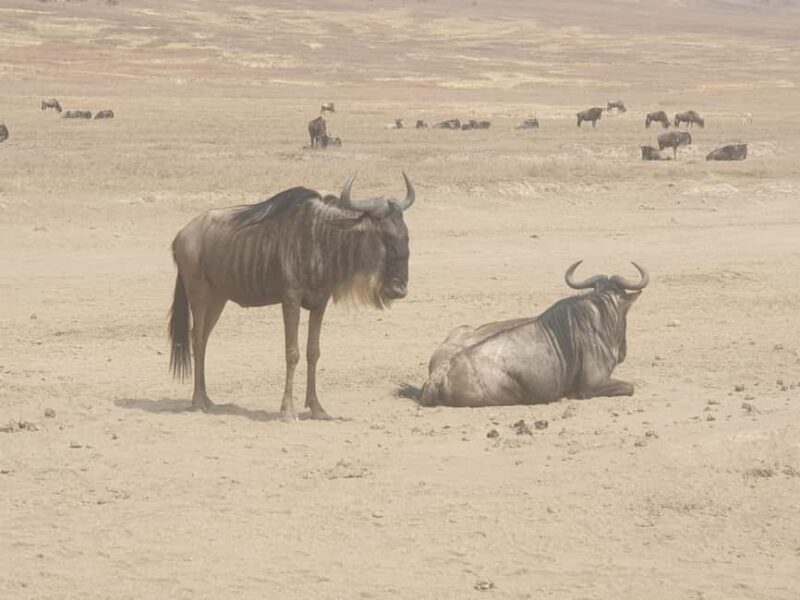 Tanzania: 4-Day Luxury Safari to Tarangire, Serengeti & - FAQs