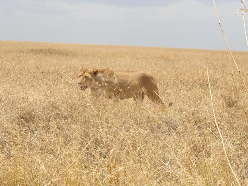 Tanzania: 4-Day Luxury Safari to Tarangire, Serengeti & - Final Thoughts