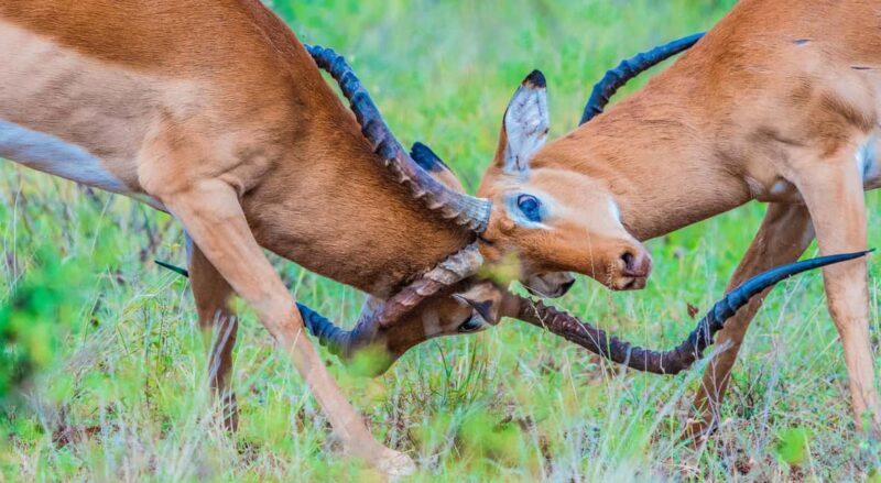 Tanzania: 4-Day Mid-Range Safari to Tarangire, Serengeti & - Meta Description: