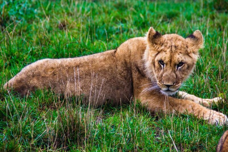 Tanzania: 4-Day Mid-Range Safari to Tarangire, Serengeti & - Introduction