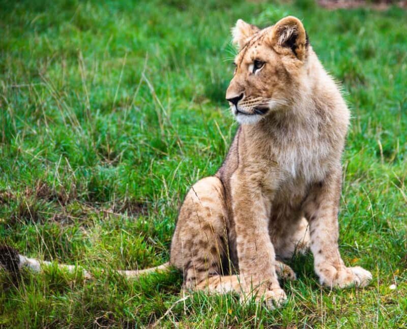 Tanzania: 4-Day Mid-Range Safari to Tarangire, Serengeti & - The Itinerary Breakdown: What to Expect Each Day