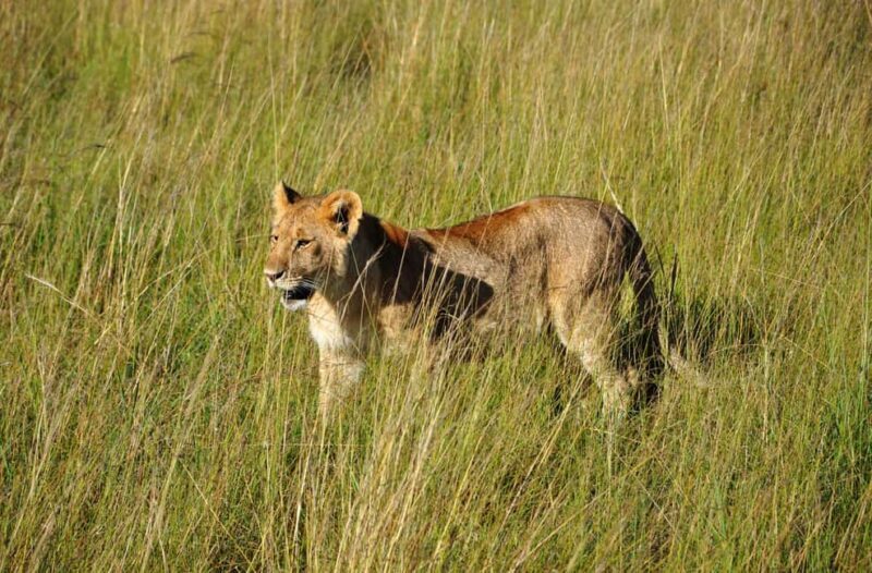 Tanzania: 4-Day Mid-Range Safari to Tarangire, Serengeti & - Day 1: Arusha to Tarangire