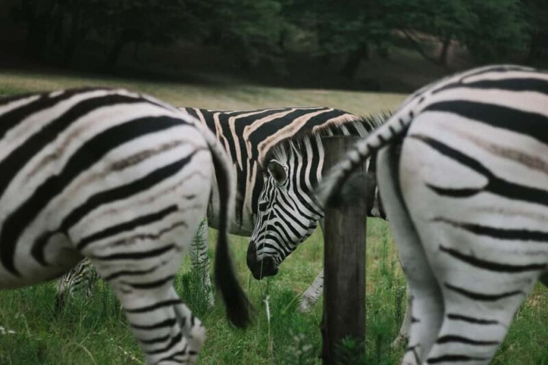 Tanzania: 4-Day Mid-Range Safari to Tarangire, Serengeti & - Day 3: Serengeti to Ngorongoro Crater