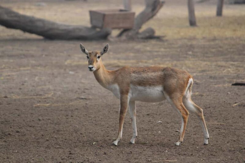 Tanzania: 4-Day Mid-Range Safari to Tarangire, Serengeti & - Day 4: Return to Arusha
