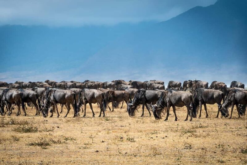 Tanzania: 4-Day Mid-Range Safari to Tarangire, Serengeti & - What Makes This Tour Stand Out
