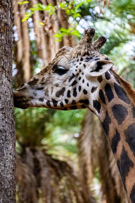 Tanzania: 4-Day Mid-Range Tour Tara, Serengeti & Ngorongoro - Key Points