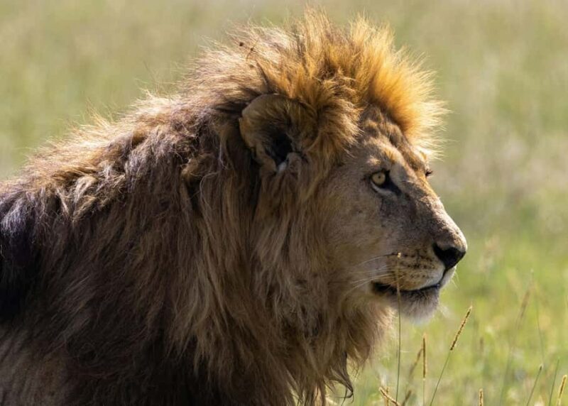 Tanzania: 4-Day Mid-Range Tour Tara, Serengeti & Ngorongoro - An In-Depth Look at the 4-Day Tanzania Safari