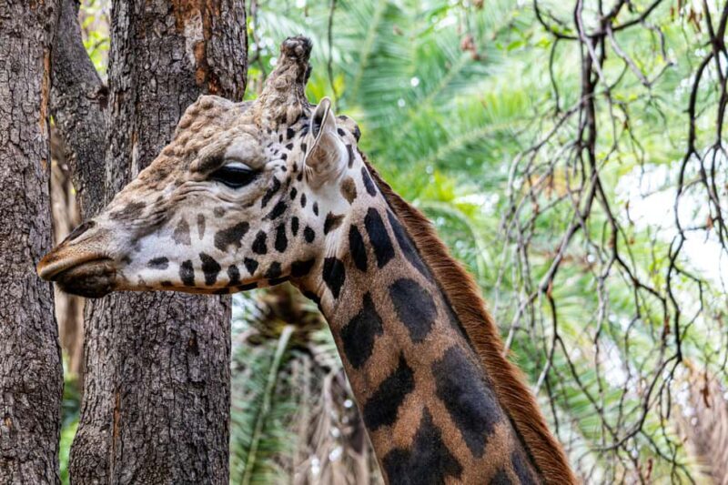 Tanzania: 4-Day Mid-Range Tour Tara, Serengeti & Ngorongoro - Authentic Experiences and Traveller Insights