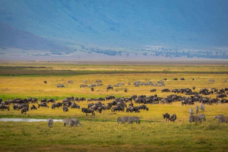 Tanzania: 4-Day Mid-Range Tour Tara, Serengeti & Ngorongoro - The Sum Up: Who Will Love This Tour?