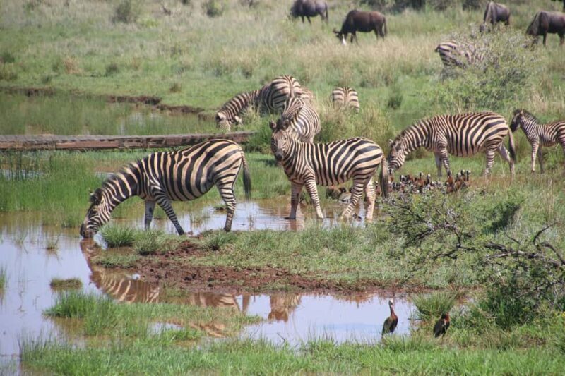 Tanzania: 4-Day Mid-Range Tour Tara, Serengeti & Ngorongoro - FAQ