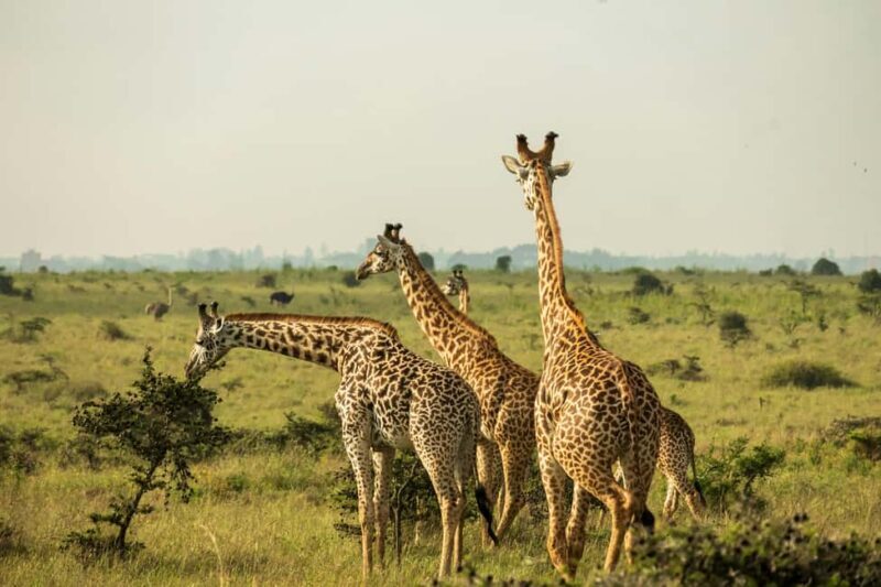 Tanzania: 4-Day Private Lodge Safari with Accommodation - An In-Depth Look at the 4-Day Safari Itinerary