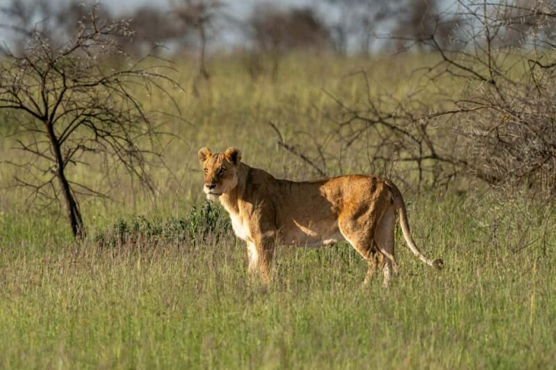 Tanzania: 4-Day Private Lodge Safari with Accommodation - FAQs