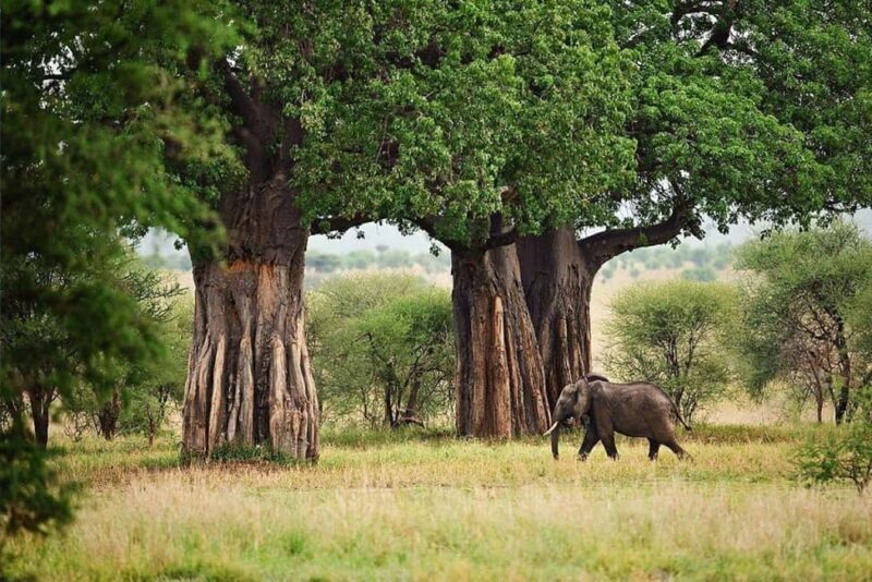 Tanzania: 4-Day Safari Nature in scenic view of Tanzania - Starting Point: From Arusha to Tarangire National Park