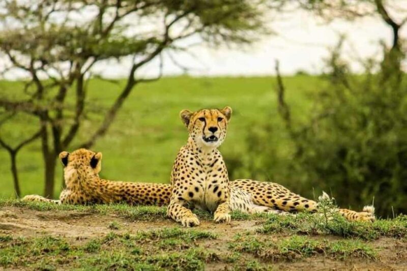 Tanzania: 4-Day Safari Nature in scenic view of Tanzania - Day Three: The Vastness of Serengeti National Park