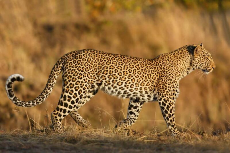 Tanzania: 4-Day Safari to Serengeti and Ngorongoro Crater - Key Points