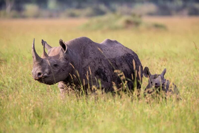 Tanzania: 4-Day Safari to Serengeti and Ngorongoro Crater - A Closer Look at the 4-Day Tanzanian Safari