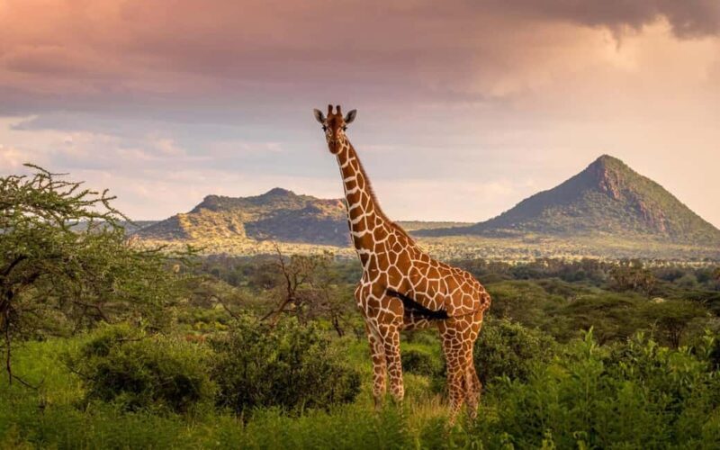 Tanzania: 4-Day Safari to Serengeti and Ngorongoro Crater - Final Thoughts