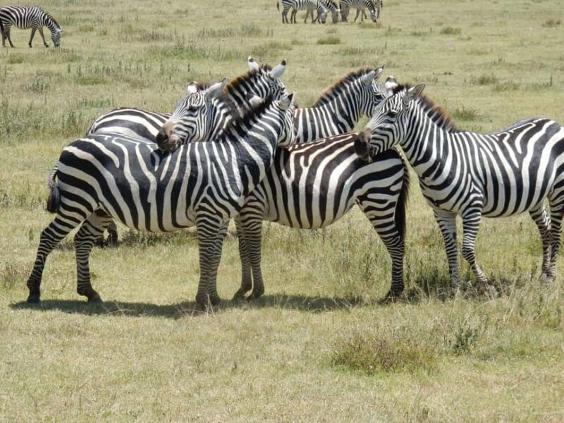 Tanzania: 4-Day Serengeti and Ngorongoro Private Camping - Who Is This Tour Best For?