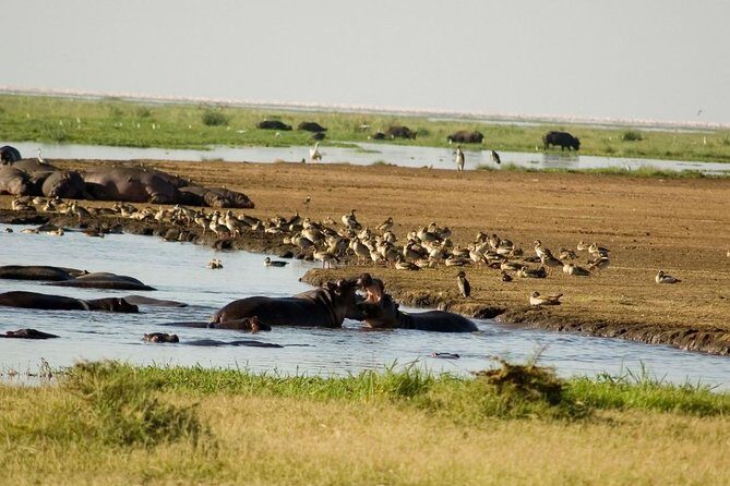Tanzania 4 Days 3 Nights Budget camping safari to Serengeti and Ngorongoro - Final Thoughts