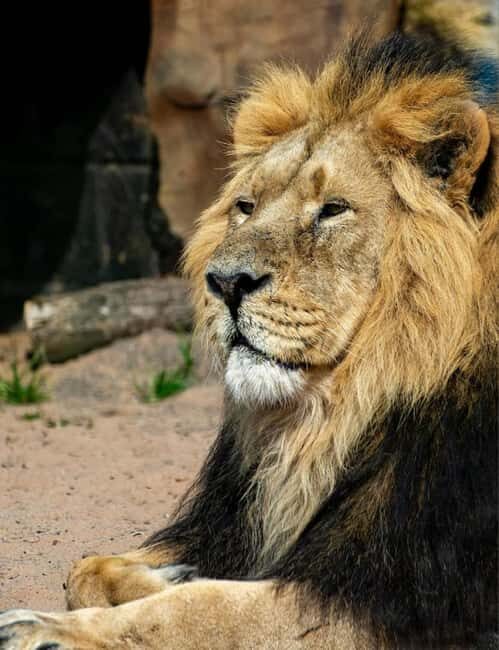 Tanzania: 5-Day Big Five Safari Adventure - An in-depth look at the Tanzania Big Five Safari