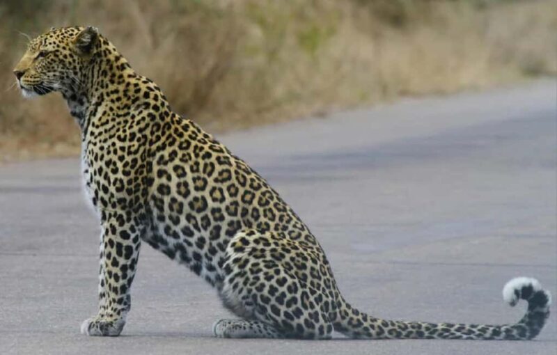 Tanzania: 5-Day Big Five Safari Adventure - The practicalities: what the tour includes and what it doesn’t