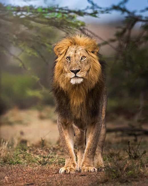 Tanzania: 5-Day Big Five Safari Adventure - Who is this safari best for?