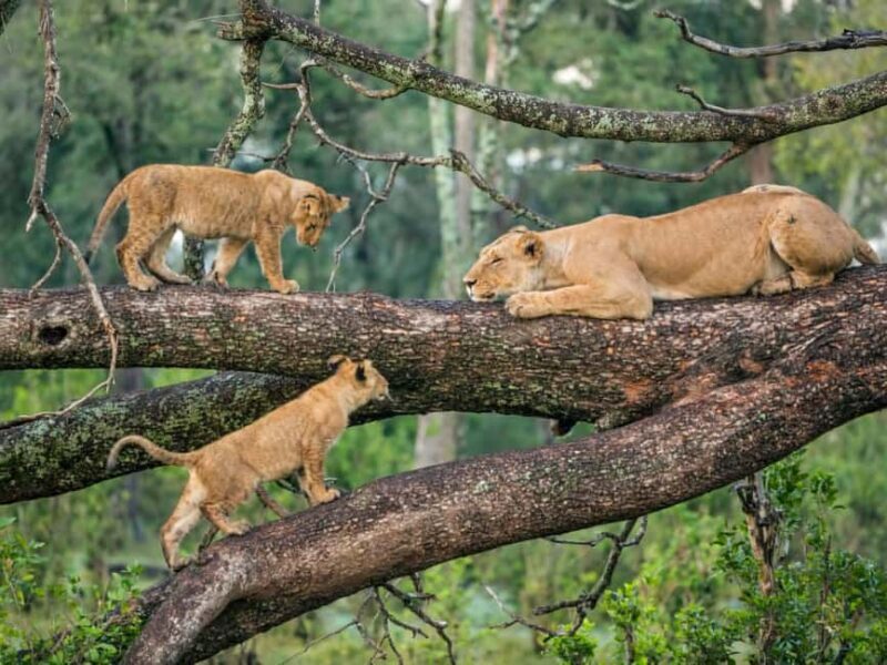 Tanzania: 5-Day Luxury Safari with Lodge Accommodation - Transportation and Guides: Why They Matter